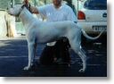 dogue argentin